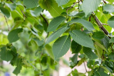 Ulmus Camperdow TR 14/16 P/K Ulmus glabra 'Camperdownii' Trauerform 14/16