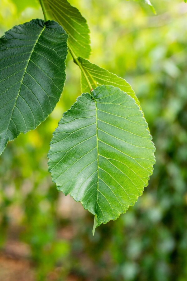 Ulmus Camperdow TR 14/16 P/K Ulmus glabra 'Camperdownii' Trauerform 14/16
