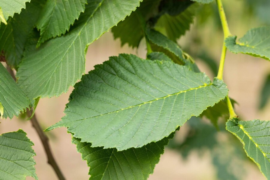 Ulmus Camperdow TR 14/16 P/K Ulmus glabra 'Camperdownii' Trauerform 14/16