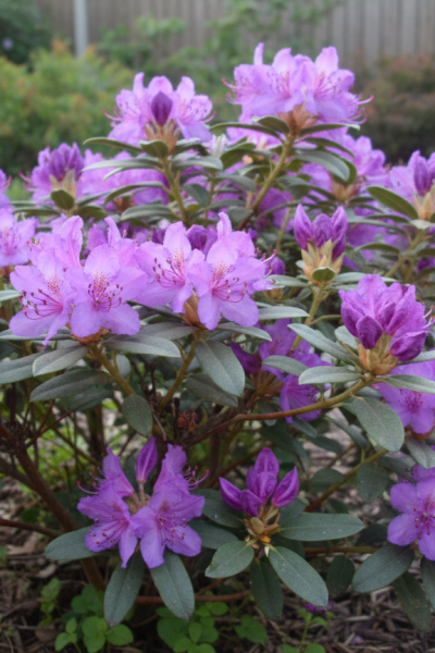 Rhododendron 'Blue Silver' Strauch 15-20 cm