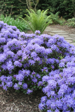 Rhododendron 'Blue Tit' struik
