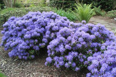 Rhododendron 'Blue Tit' struik
