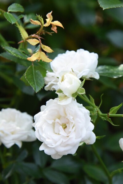 Witte roos Rosa 'White Fairy' Struik Rosa 'White Fairy'
