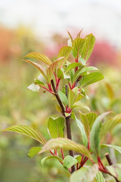 Viburnum bodnantense 'Charles Lamont' C2 30-40 Viburnum bodnantense 'Charles Lamont' C2 30-40