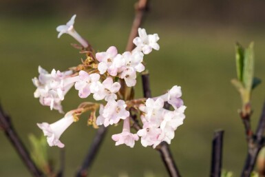 Viburnum bodnantense 'Charles Lamont' C2 30-40