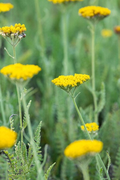 Achillea filipendulina 'Coronation Gold' Achillea filipendulina 'Coronation Gold'