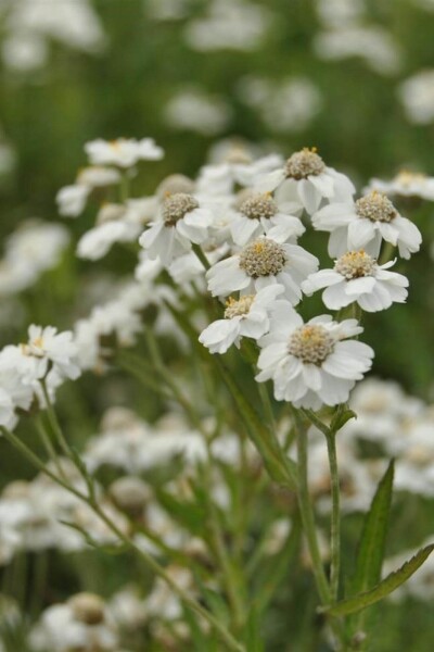 Achillea ptarmica Achillea ptarmica