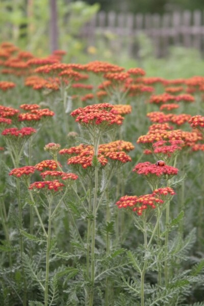 Achillea millefolium 'Safran' Achillea millefolium 'Safran'