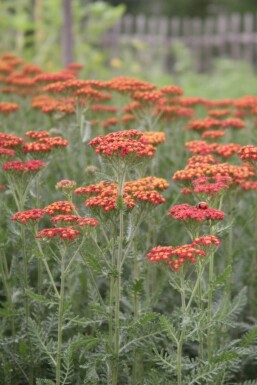 Achillea millefolium 'Safran'