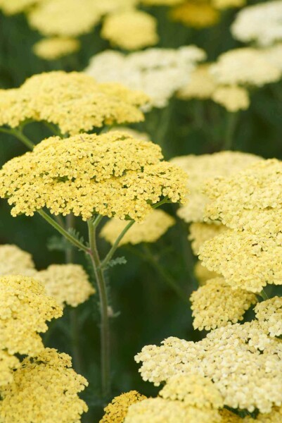 Achillea 'Taygetea' Achillea 'Taygetea'
