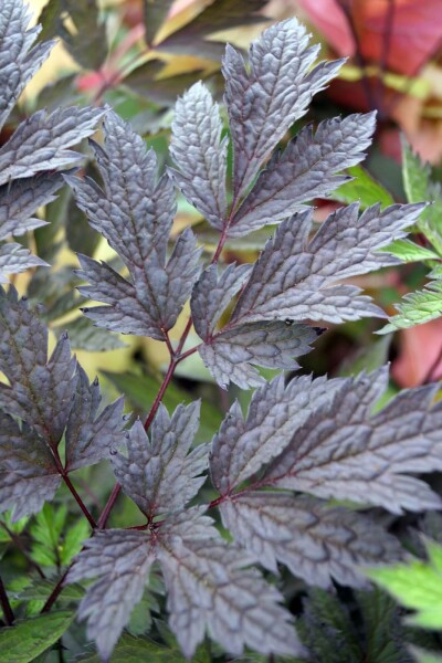 Actaea simplex 'Chocoholic' Actaea simplex 'Chocoholic'