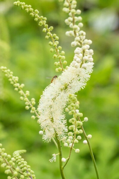 Actaea racemosa Actaea racemosa