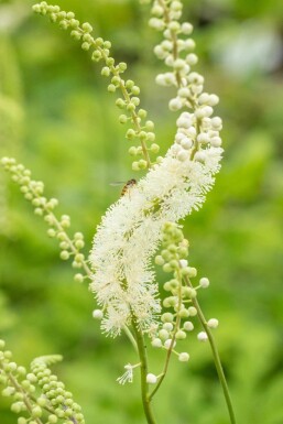 Actaea racemosa