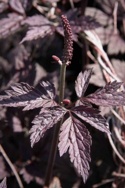 Actaea simplex 'Pink Spike'