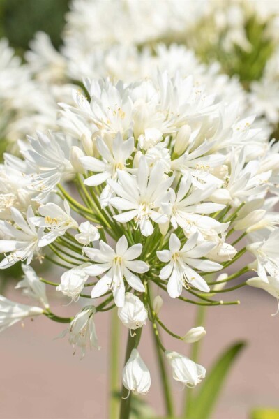 Agapanthus africanus 'Albus' Agapanthus africanus 'Albus'