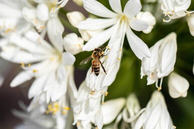 Agapanthus africanus 'Albus'