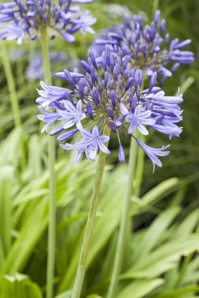 Agapanthus africanus