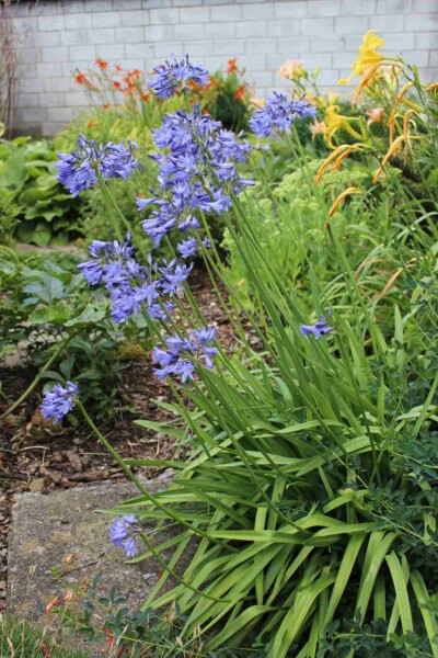 Agapanthus africanus 'Peter Pan' Agapanthus africanus 'Peter Pan'