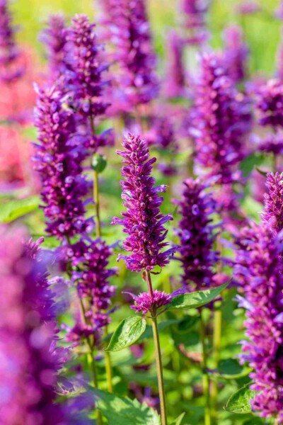 Agastache rugosa 'Blue Boa' Agastache rugosa 'Blue Boa'