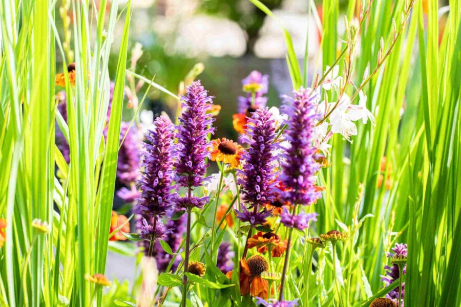 Anisisop Agastache rugosa 'Blue Boa' 5-10 i kruka P9 Agastache rugosa 'Blue Boa'