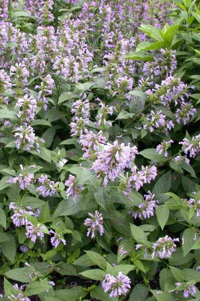 Agastache foeniculum Agastache foeniculum