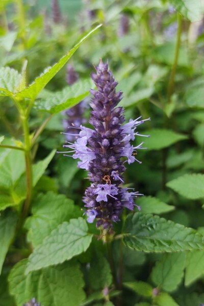 Agastache rugosa 'Little Adder'