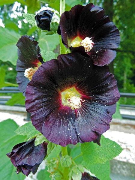 Alcea rosea 'Nigra' Alcea rosea 'Nigra'