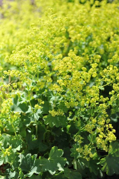 Alchemilla epipsila Alchemilla epipsila