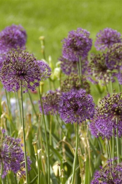 Allium giganteum Allium giganteum