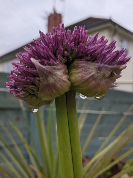 Allium senescens ‘Lavender Bubbles’ Allium senescens ‘Lavender Bubbles’
