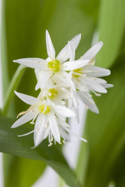 Allium ursinum Allium ursinum