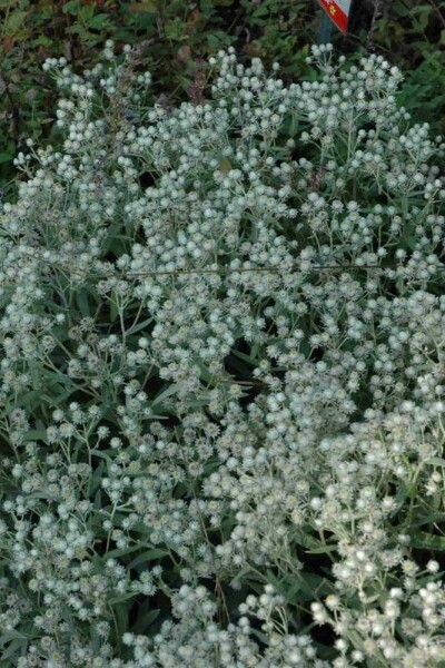 Anaphalis triplinervis 'Sommerschnee'