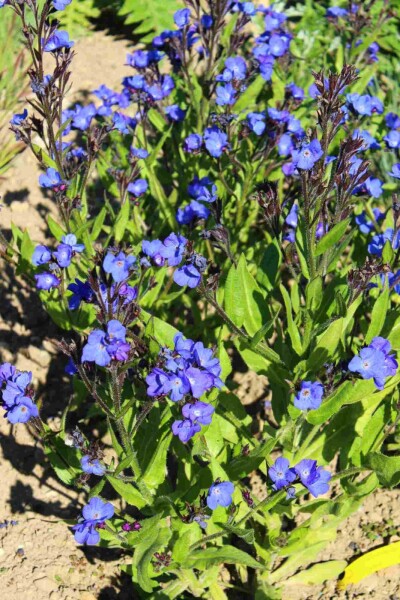 Anchusa azurea 'Loddon Royalist' Anchusa azurea 'Loddon Royalist'