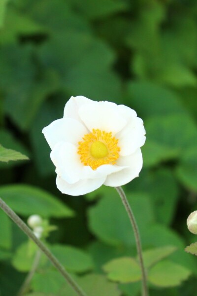 Anemone japonica 'Andrea Atkinson'