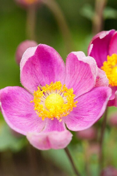 Anemone hupehensis 'Praecox' Anemone hupehensis 'Praecox'