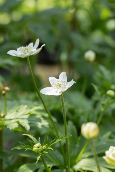 Anemone leveillei Anemone leveillei