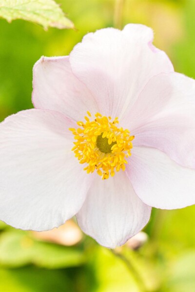 Anemone tomentosa 'Robustissima' Anemone tomentosa 'Robustissima'