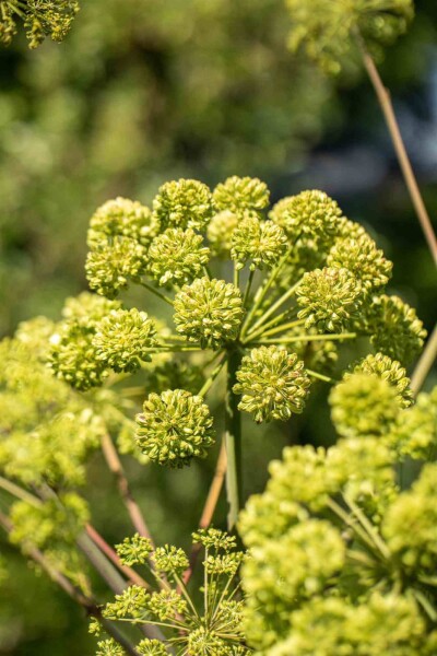 Angelica archangelica Angelica archangelica