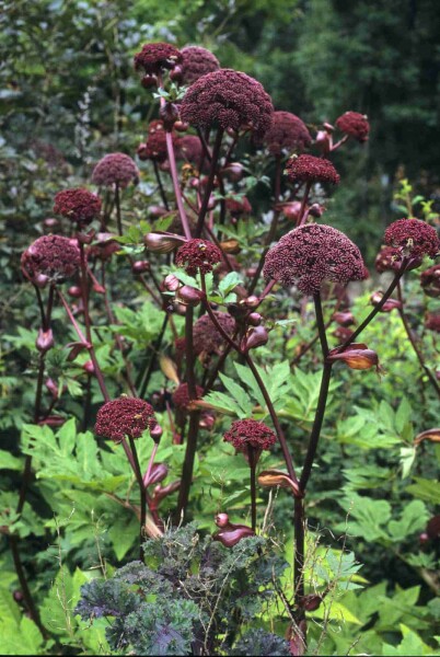 Angelica gigas Angelica gigas