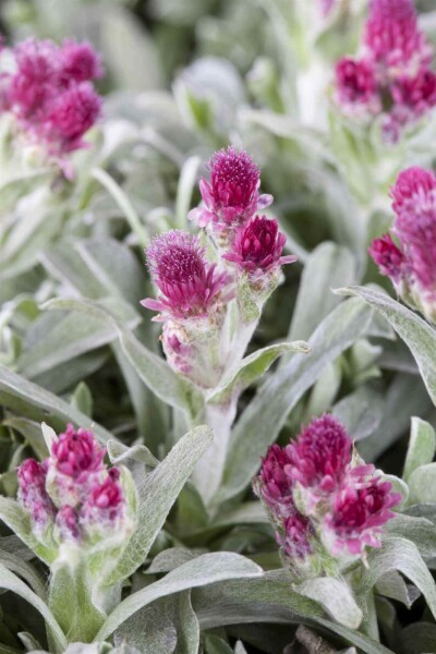 Antennaria dioica Antennaria dioica