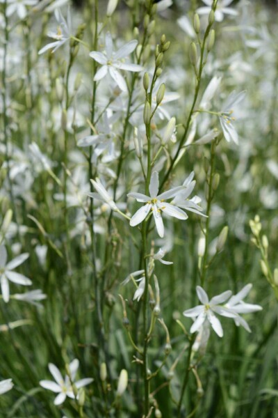 Anthericum liliago