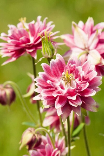 Aquilegia vulgaris ‘Nora Barlow’ Aquilegia vulgaris ‘Nora Barlow’