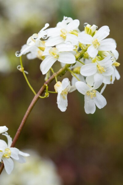 Arabis procurrens Arabis procurrens