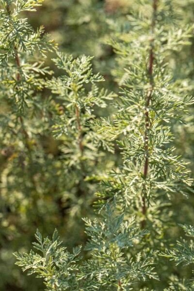 Artemisia absinthium Artemisia absinthium