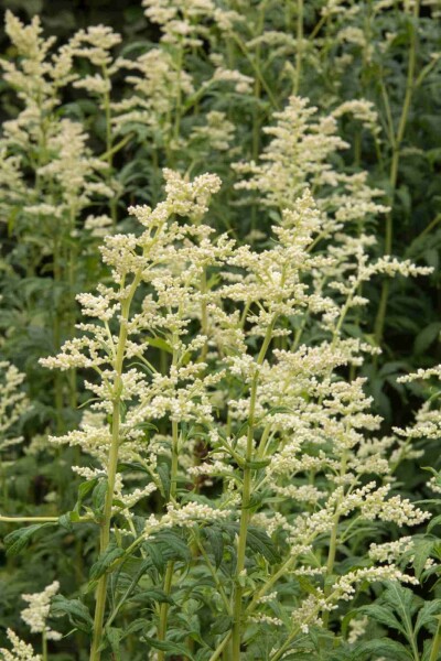 Artemisia lactiflora Artemisia lactiflora