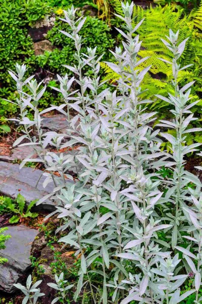 Artemisia ludoviciana 'Silver Queen' Artemisia ludoviciana 'Silver Queen'
