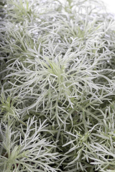 Artemisia schmidtiana 'Nana' Artemisia schmidtiana 'Nana'