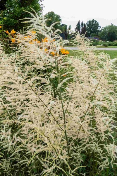 Aruncus dioicus 'Kneiffii' Aruncus dioicus 'Kneiffii'