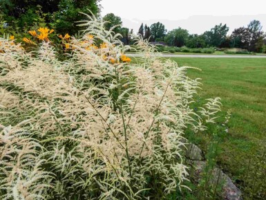 Aruncus dioicus 'Kneiffii'