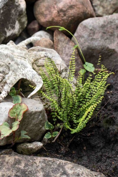 Asplenium trichomanes Asplenium trichomanes